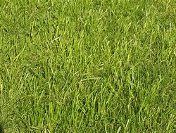 Image result for Touch Grass till the Earth Meme