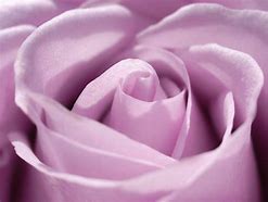 Image result for Pastel Purple Roses