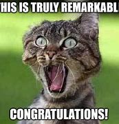 Image result for Congratulations Cat Meme