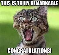 Image result for Angry Cat Congratulations Meme