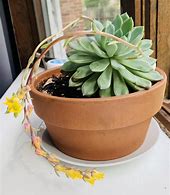Image result for Blooming Succulents