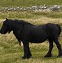 Image result for Endangered Horse Breeds