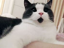 Image result for OMG Cat Face