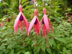 Image result for Vibrant Fuschia Hot Pink Color