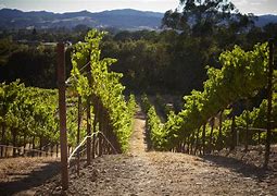 Image result for Rodney Strong Syrah Estate Dry Creek Valley