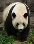 Image result for Giant Panda Swimming