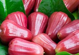 Image result for 1 Jamaican Apple