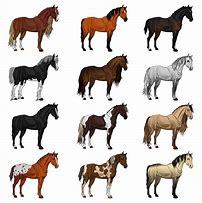 Image result for Different Kinds of Horse Racing