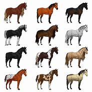 Image result for Top 10 Horse Breeds in America