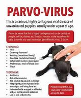 Image result for Parvo Dog Disease