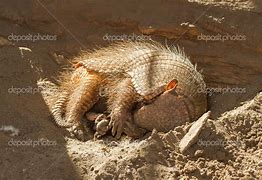 Image result for Armadillo Sleeping