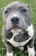Image result for Blue American Pit Bull Terrier
