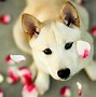 Image result for Cute Dog Wallpaper Portrait