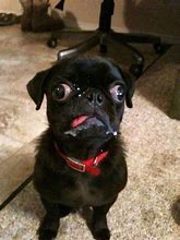Image result for derp face dogs