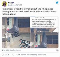 Image result for Giant Bat Meme