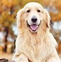 Image result for Top 10 Most Popular Dogs