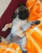 Image result for Funny Sleeping Pug Puppy