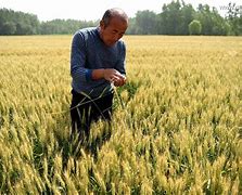 Image result for Chinese Farmer