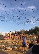 Image result for Frio Bat Flight