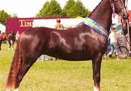Image result for Hackney Horse
