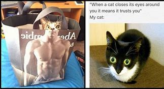 Image result for New Funny Cat Memes