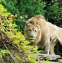 Image result for Philadelphia Zoo African Lion