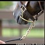Image result for Horse Racing Bits