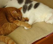 Image result for Cats Holding Hands