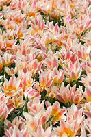 Image result for Tulipa Quebec