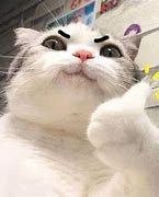Image result for Funny Thumbs Up Cat Meme