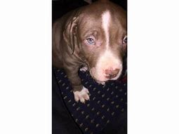 Image result for Red Nose Pit Bull Male for Sale