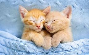 Image result for Cat Virtual Background