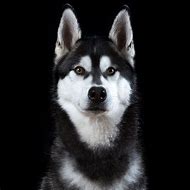 Image result for Husky Dog Portrait Photography