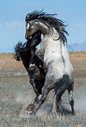 Image result for Wild Horses Stud