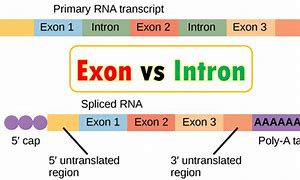 Image result for Intron Và Exon