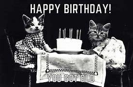 Image result for Happy Birthday Kitten Meme