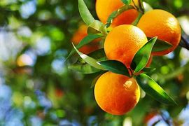 Image result for Orange Fruit Picking