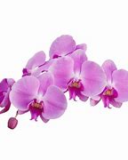Image result for Purple Orchid PNG