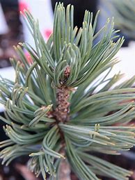 Image result for Pinus flexilis Ojibwa