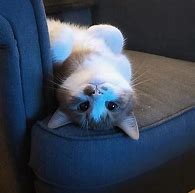 Image result for The Way My Cat Looks at Me Meme