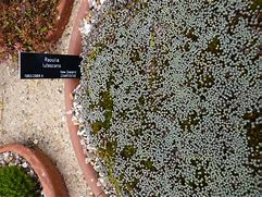 Image result for Raoulia australis Lutescens Group