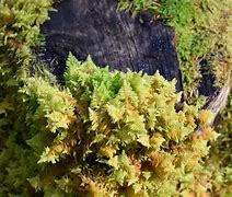 Image result for Different Types of Moss