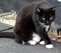 Image result for Signal Lost Cat