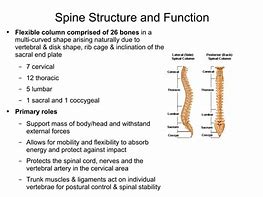 Image result for Vertebra Spine Function