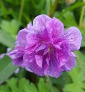 Image result for Geranium himalayense Plenum