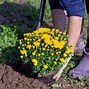 Image result for Chrysanthemum Bloom