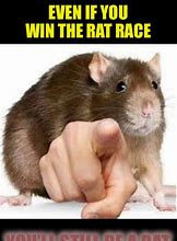 Image result for Rat Pointing Meme