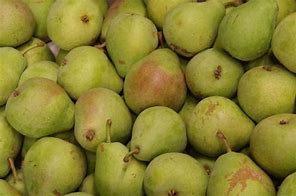 Image result for Pyrus communis Saint Remy