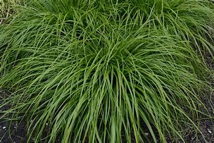 Image result for Carex oshimensis Everlime