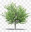 Image result for Apple Tree No Background